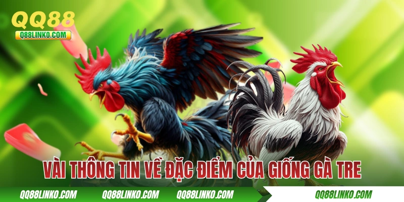 Vài thông tin về đặc điểm của giống gà tre